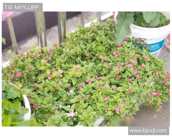 指甲足球的魅力与技巧探索:从基础到高级的全面指南与实战经验分享